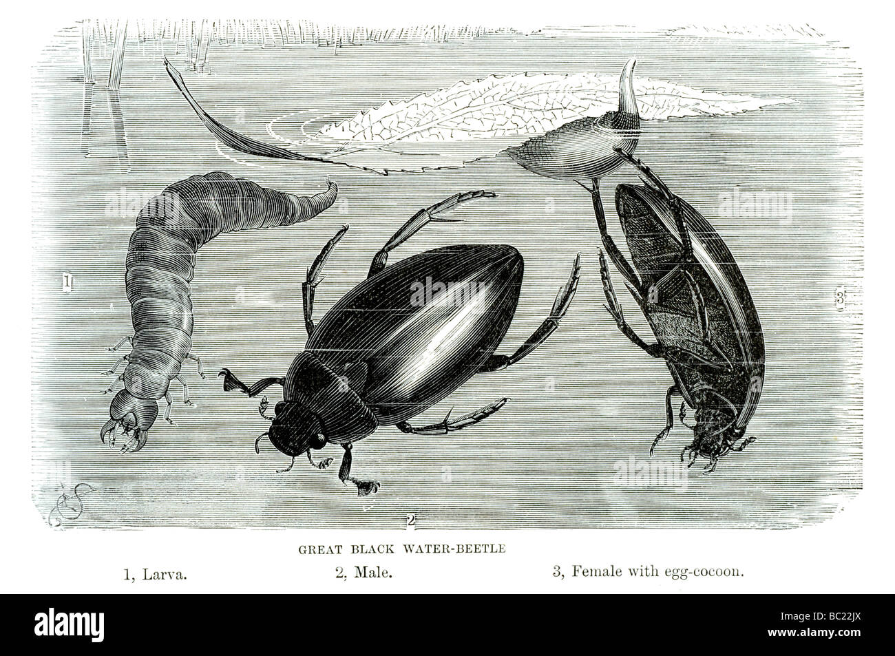großen schwarzen Wasserkäfer Stockfoto