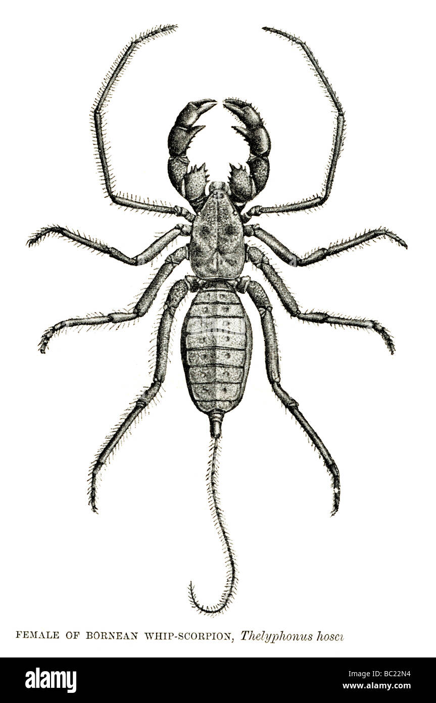 Weibchen von Bornean Peitsche Sorpion Thelyphonus hosei Stockfoto