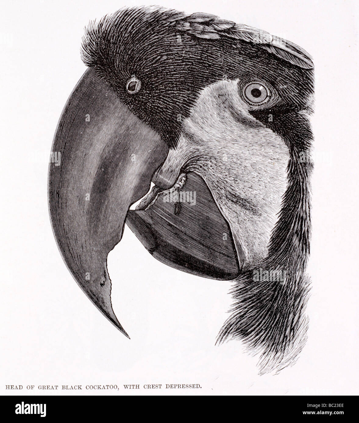Leiter von großen schwarzen Kakadu mit Wappen depressiv Stockfoto