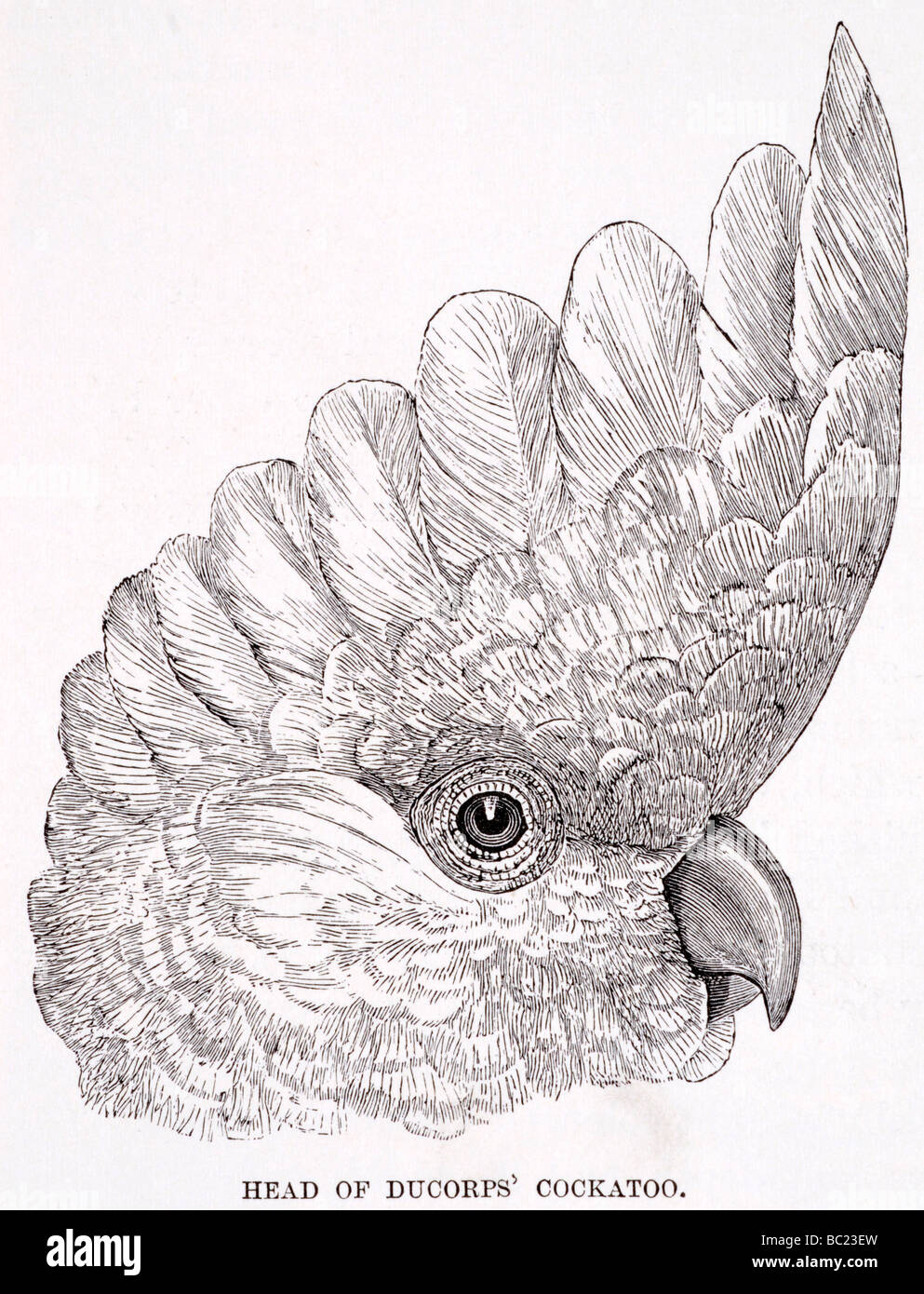 Leiter der Duccorps Kakadu Stockfoto