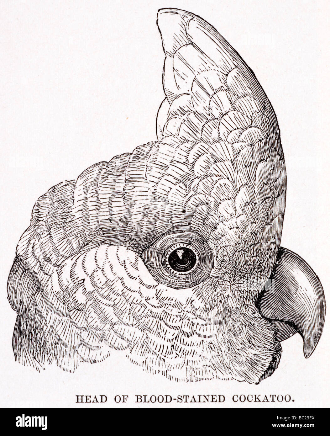 Kopf von Blut befleckt Kakadu Stockfoto