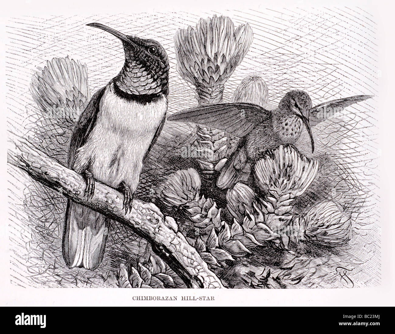 Chimborazan Hügel Stern Stockfoto