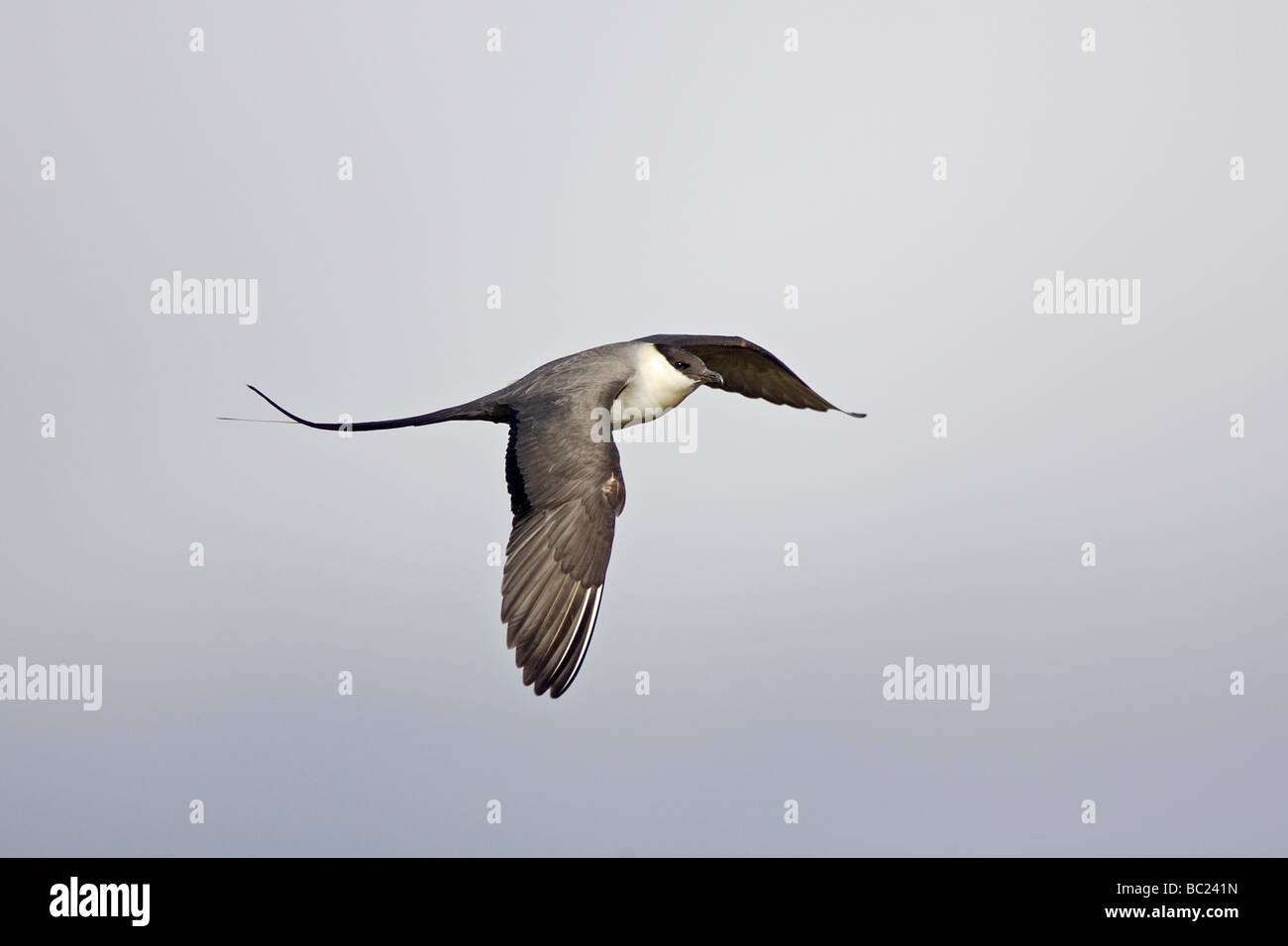 Long-tailed Skua im Flug Stockfoto