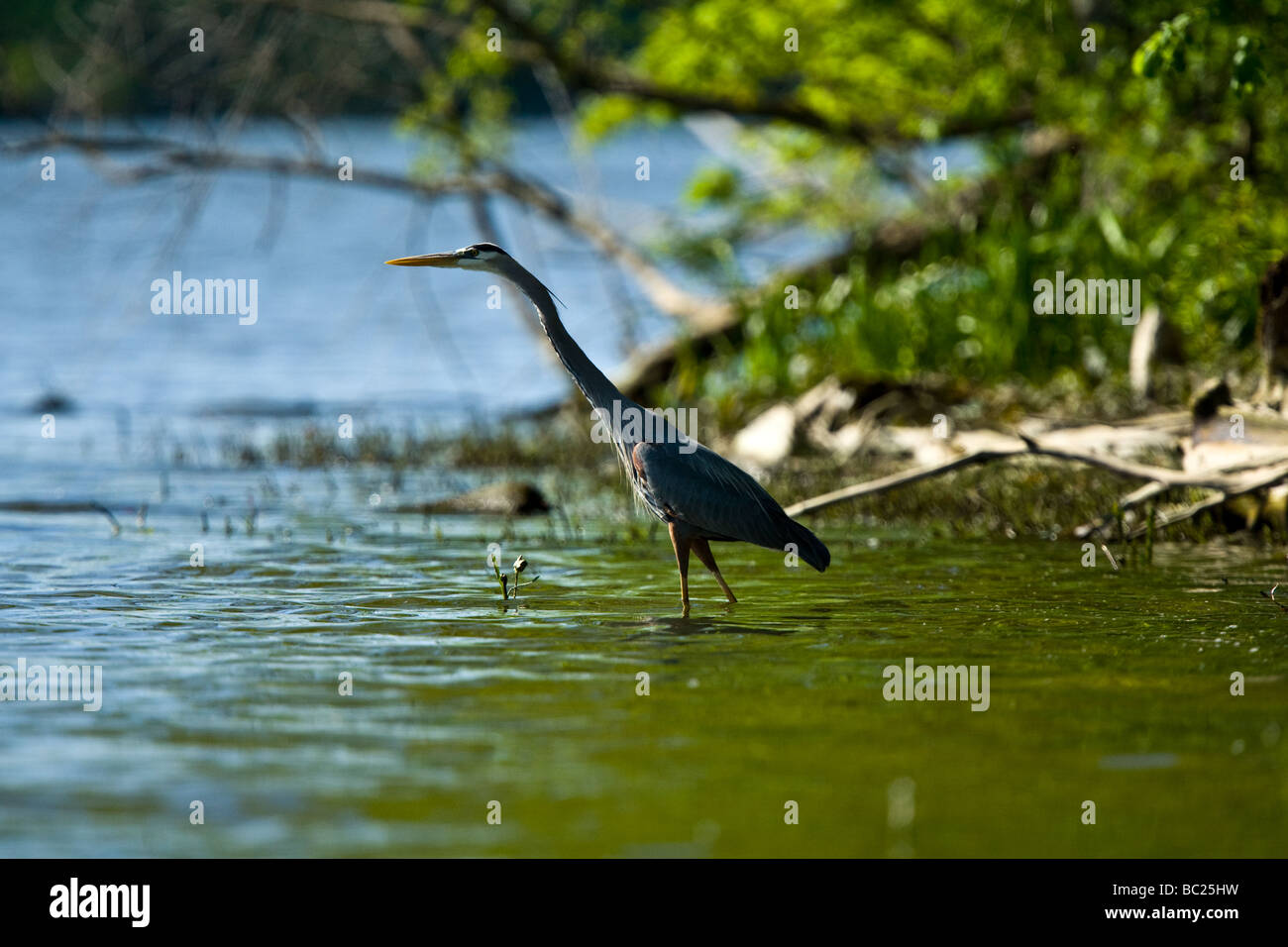 Great Blue Heron am Scioto River in Powell, Ohio Stockfoto