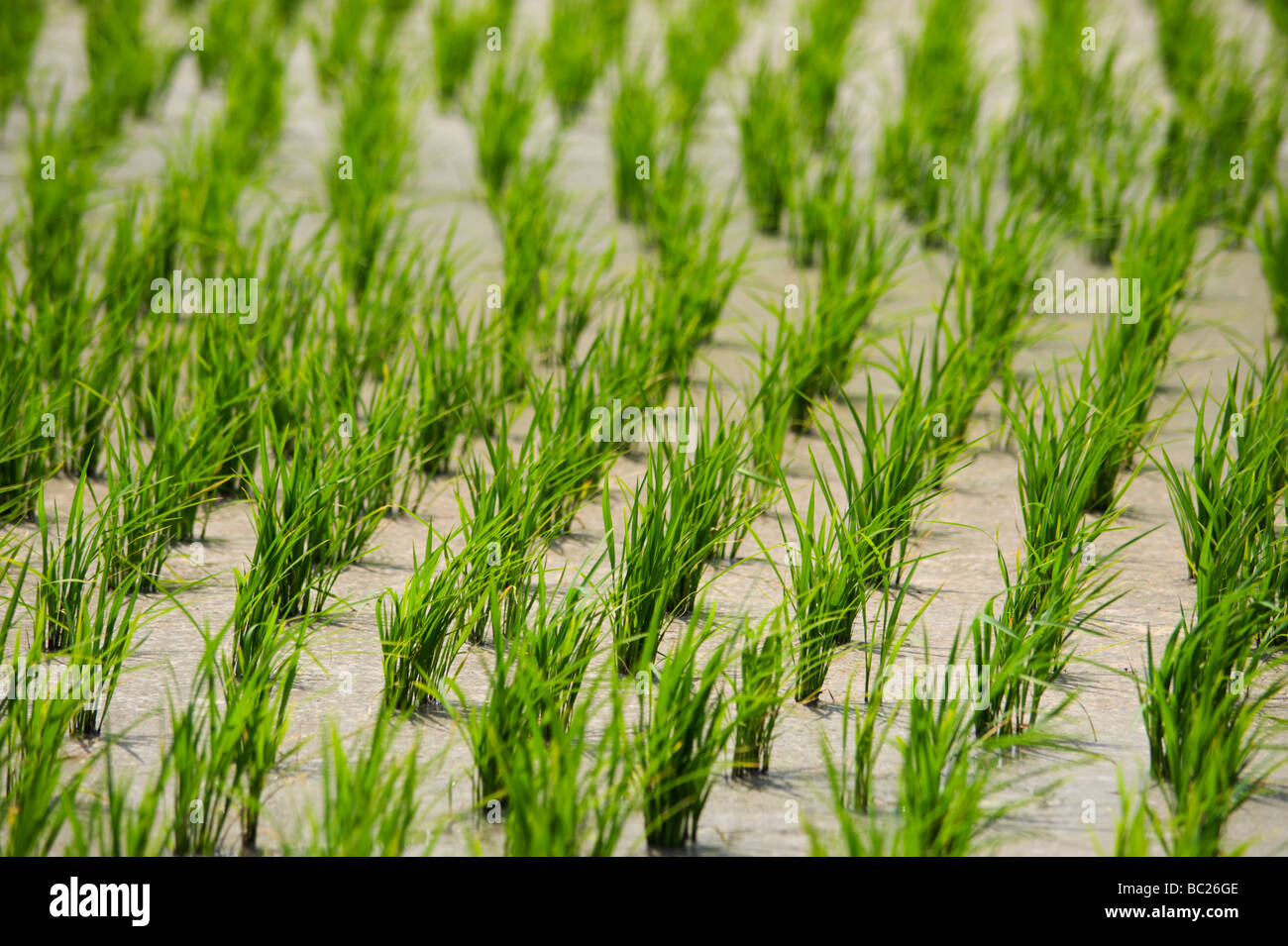 Reis-Sämlinge in ein neu trocken nass Reisfeld, Takamatsu, Shikoku, Japan Stockfoto