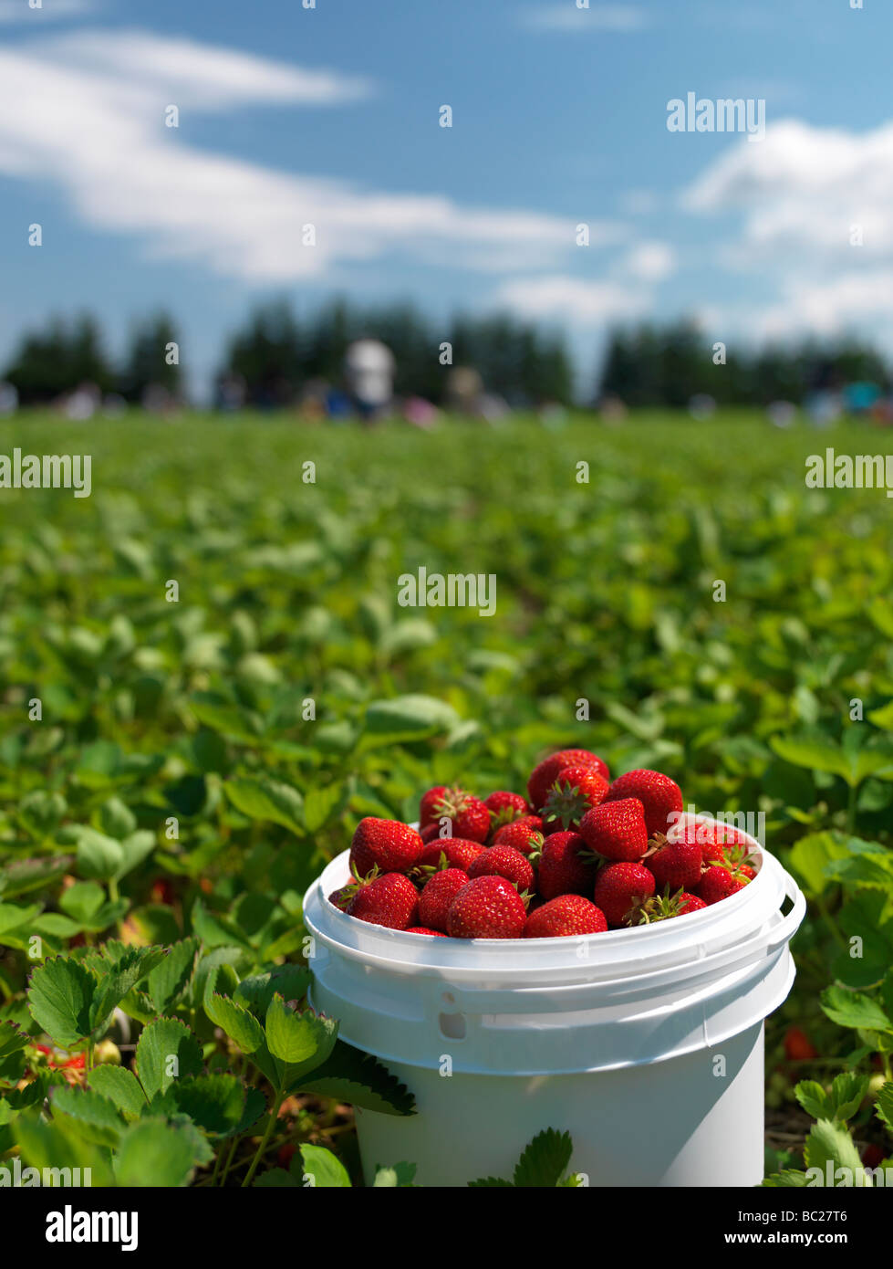 Eimer voller reifer Erdbeeren auf einem Pick deine eigene farm Stockfoto