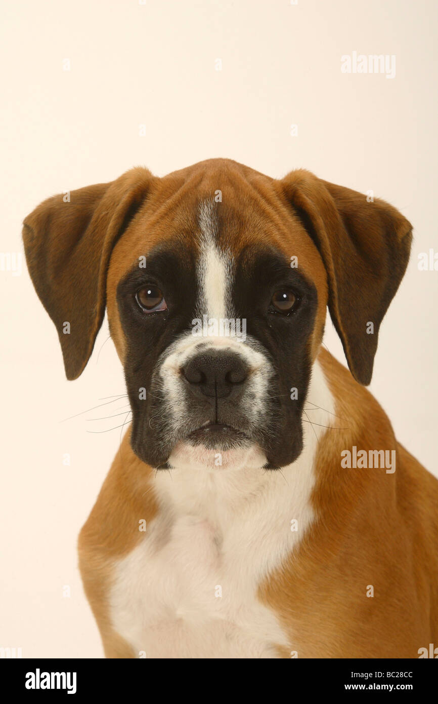 Deutscher Boxer-Welpe 3 Monate Stockfoto