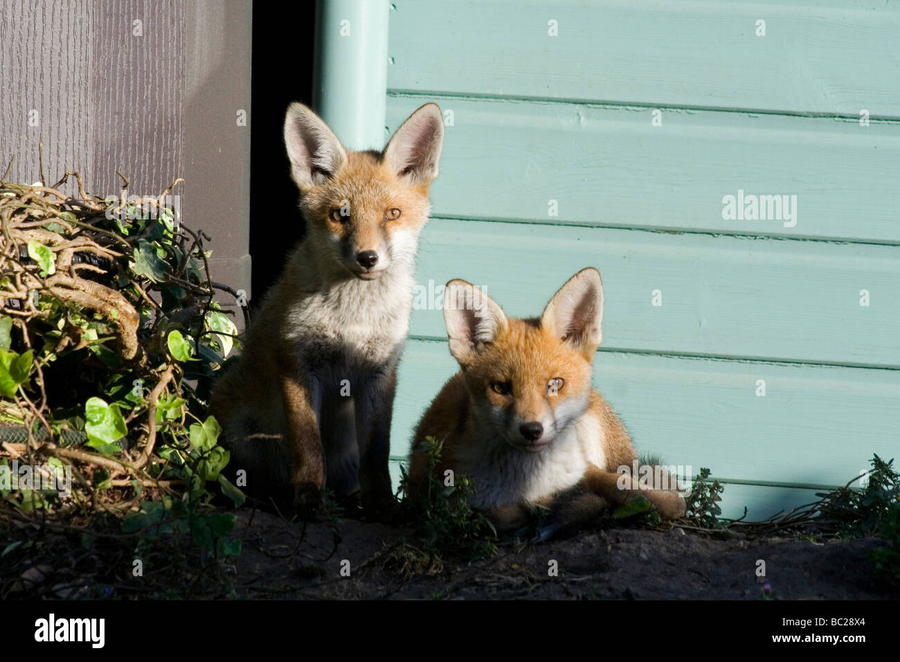 Rote Füchse, England Stockfoto
