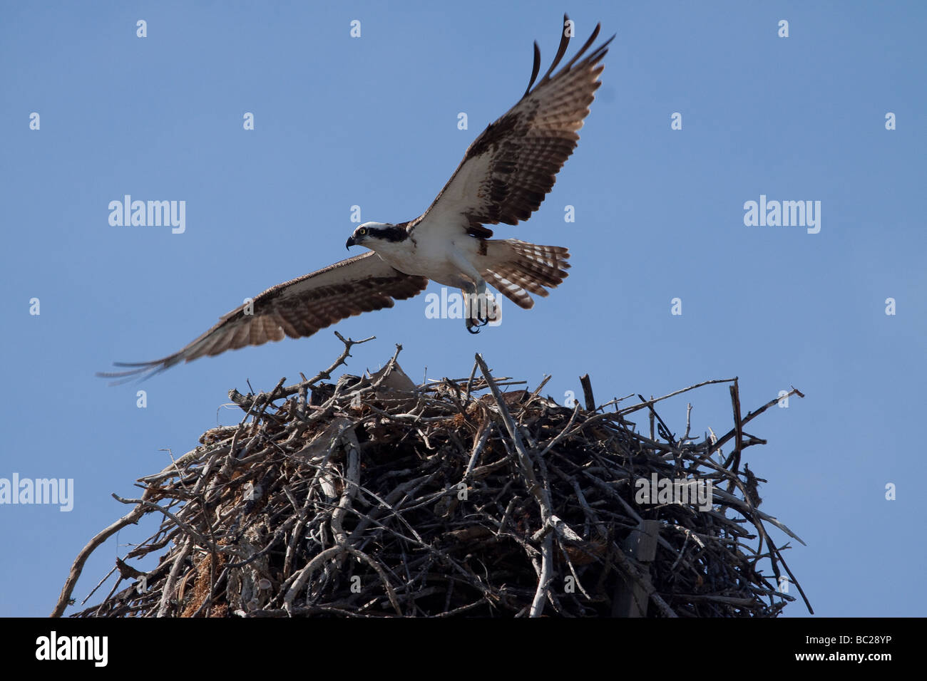 Osprey vom nest Stockfoto