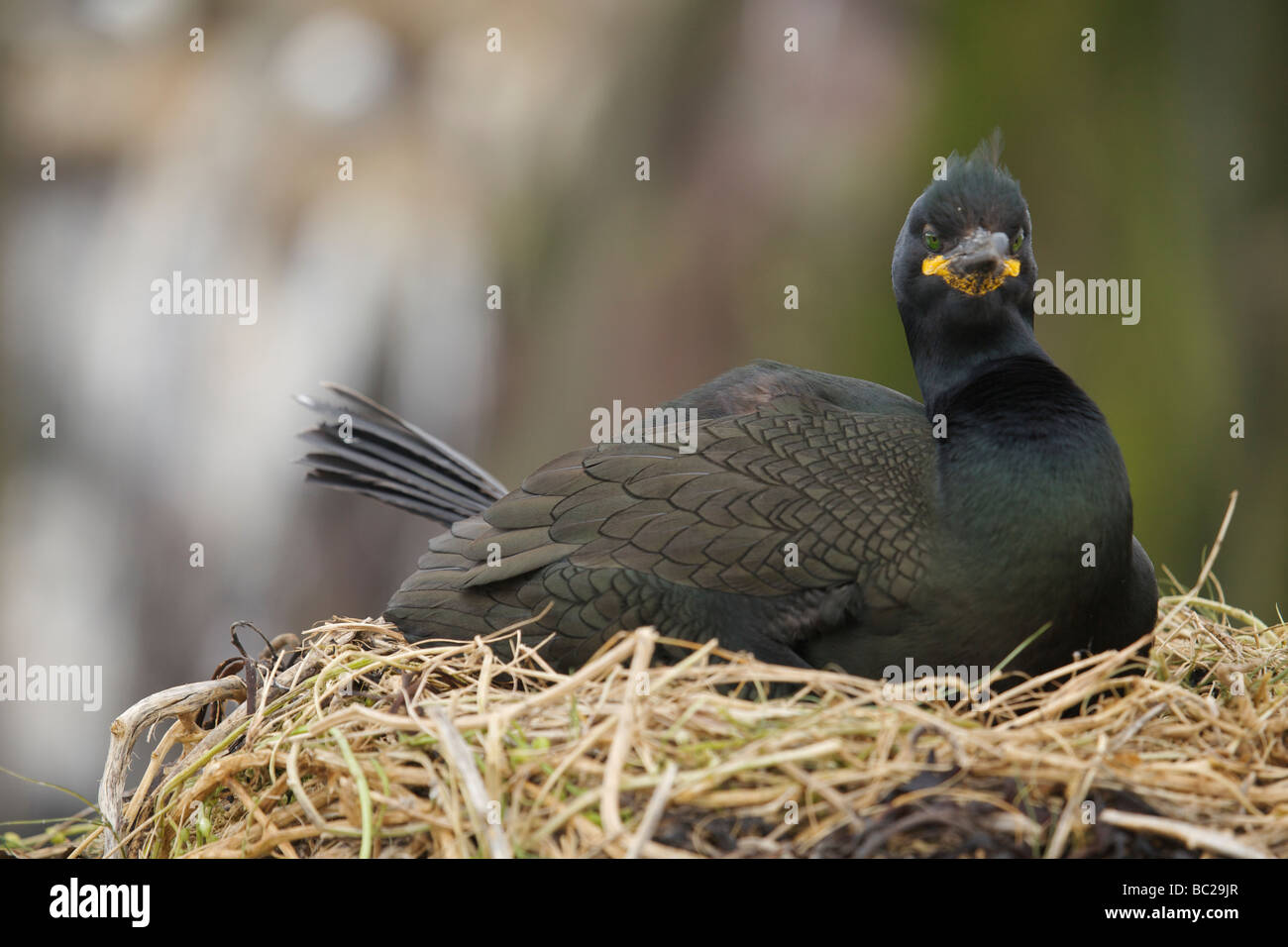 Ein Shag Phalacrocorax aristotelis Stockfoto