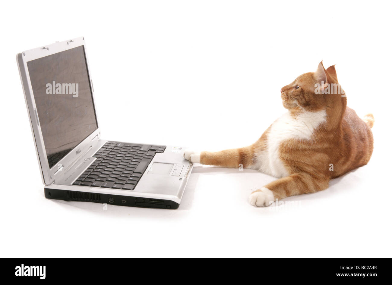 Ingwer Katze spielt auf einem Computer-Laptop-Porträt in einem studio Stockfoto