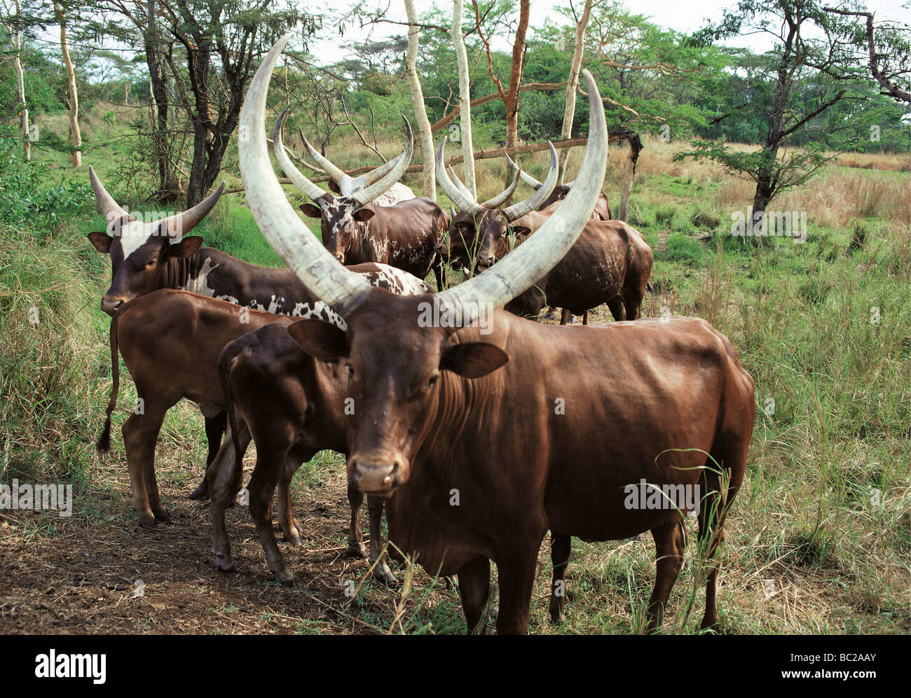 Ankole lange Hornvieh in der Nähe von Masindi Uganda Ostafrika Stockfoto