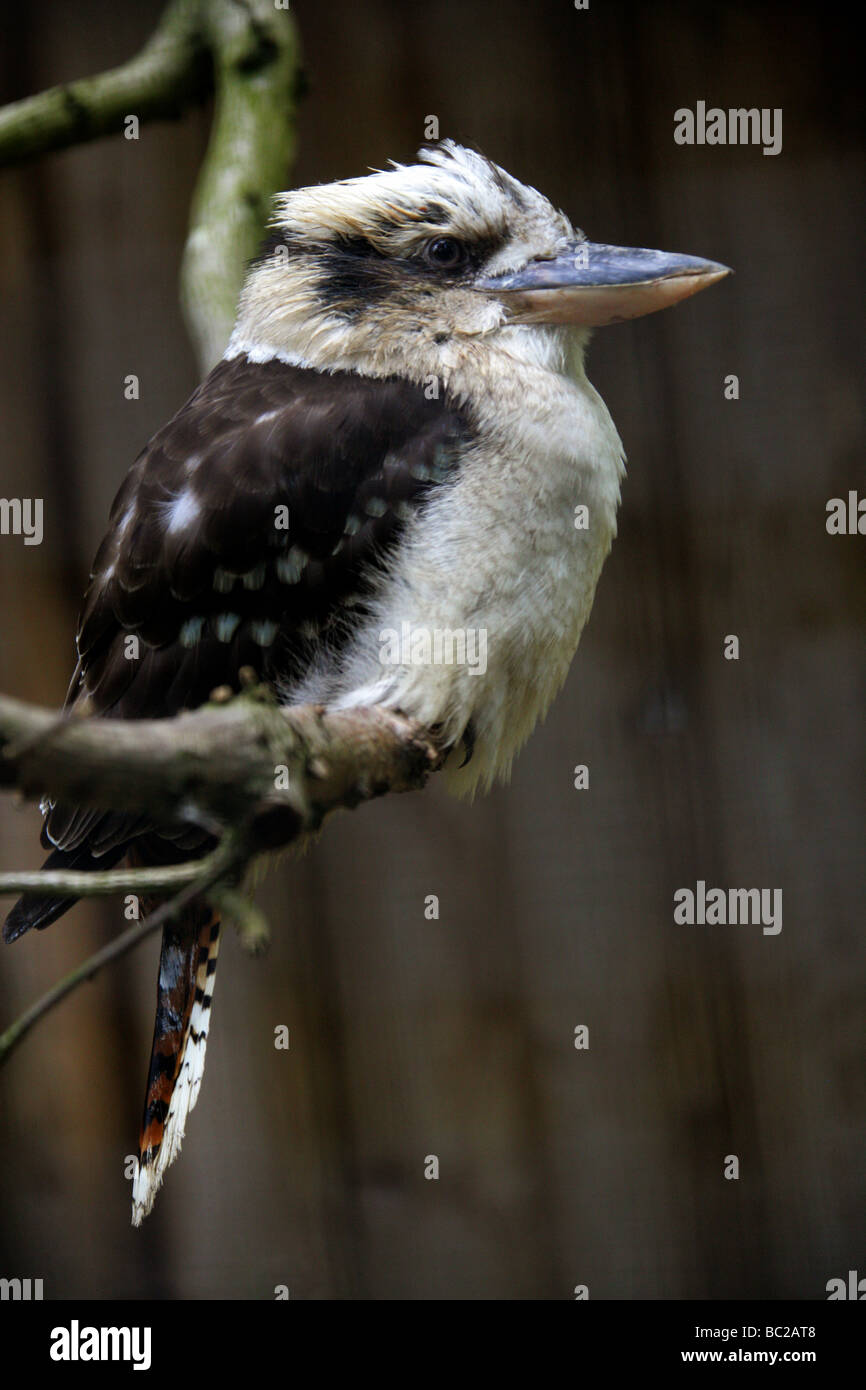 Kookaburra, Dacelo Novaeguineae, Halcyonidae (Kingfisher Familie), Lachen Alcedinidae.  Östlichen australischen Vogel. Stockfoto