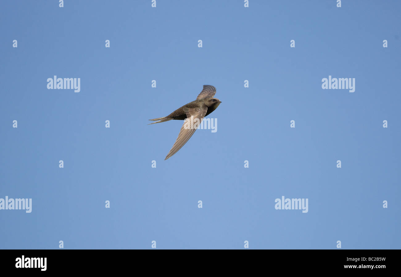 Gemeinsamen Swift Apus Apus im Flug Sommer oxfordshire Stockfoto