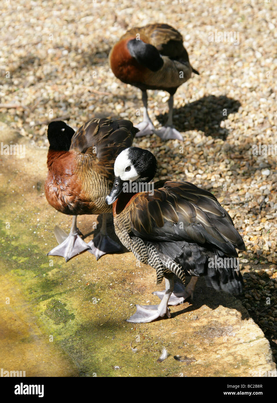 White-faced Pfeifen Ente, Dendrocygna Viduata Anatidae, Anseriformes Stockfoto