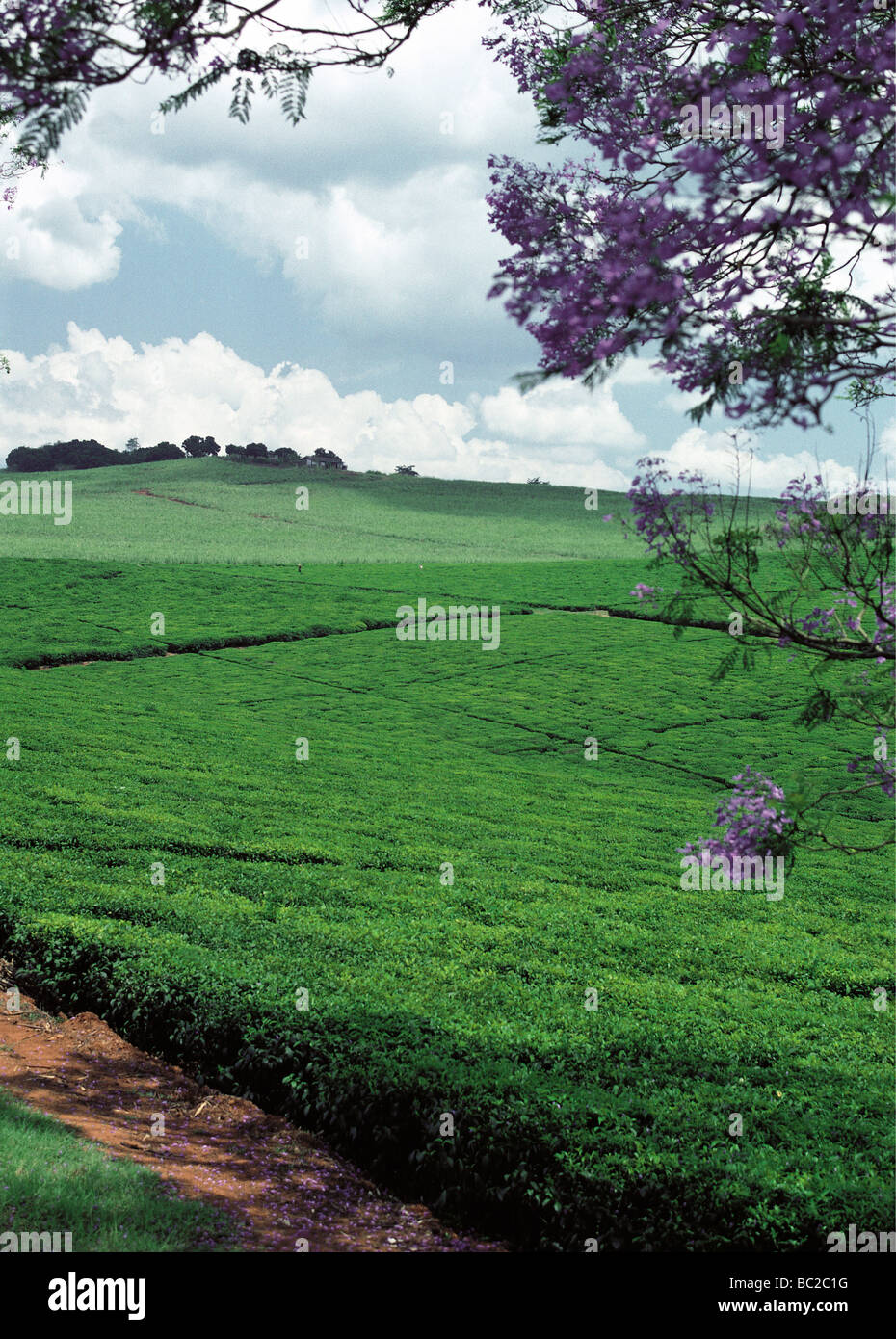 Tee-Plantage an der Seite von Kampala Jinja Straße Uganda Ostafrika Jacaranda Bäume blühen im Vordergrund Stockfoto