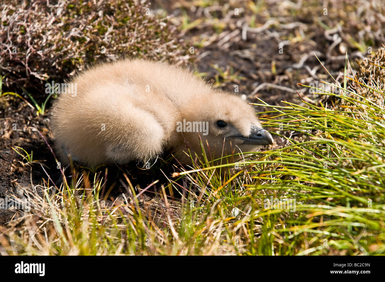 dh GROSSE SKUA UK Stercorarius skua Küken in Heidemoor Nest Vogel Baby Vögel schottland Stockfoto