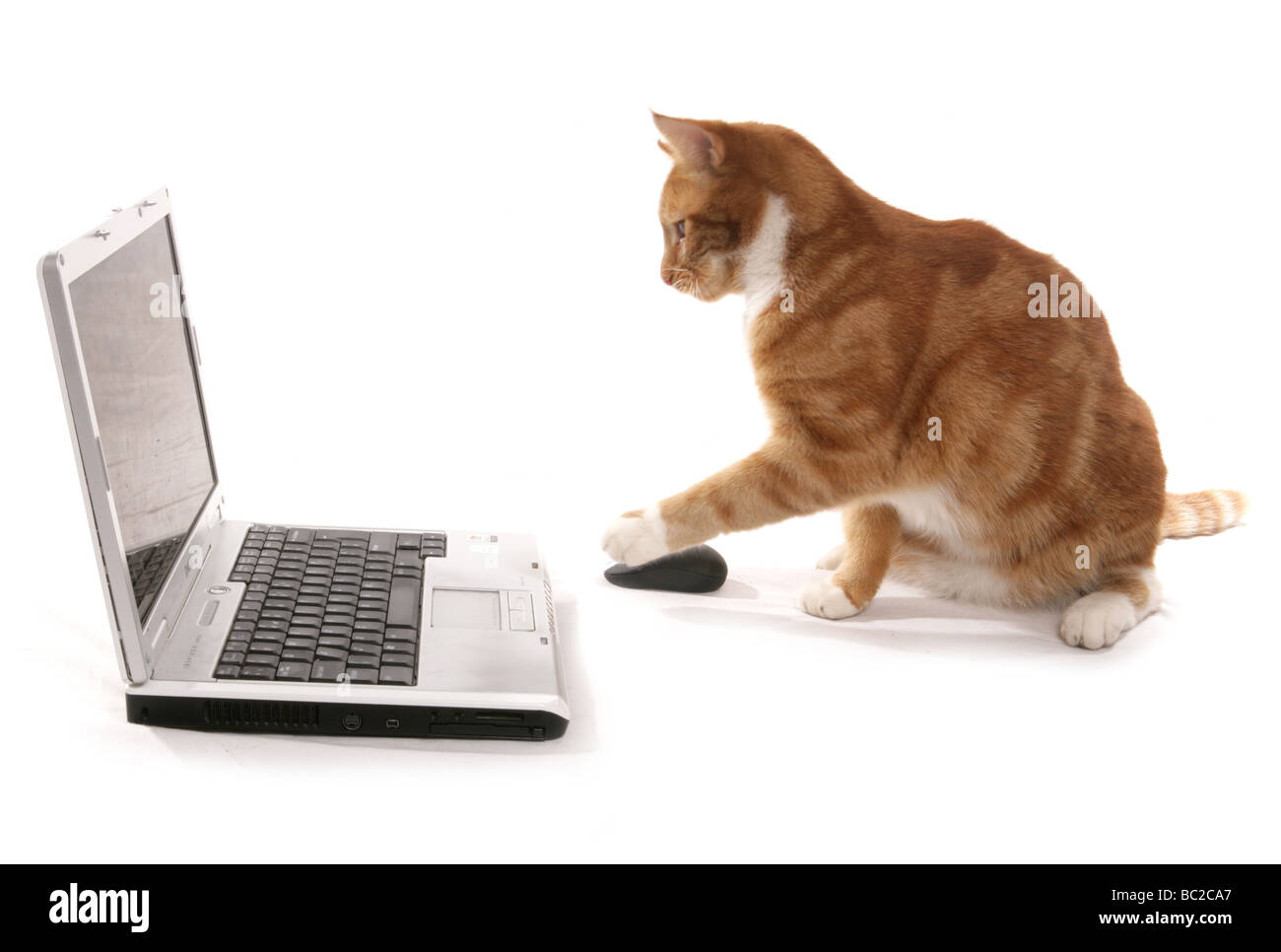 Ingwer Katze spielt auf einem Computer-Laptop-Porträt in einem studio Stockfoto