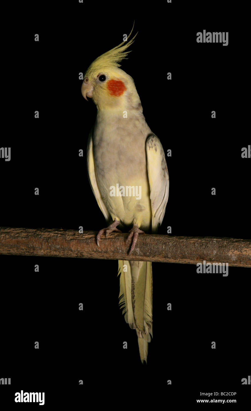 Nymphensittich Nymphicus Hollandicus Erwachsene hocken in einem studio Stockfoto