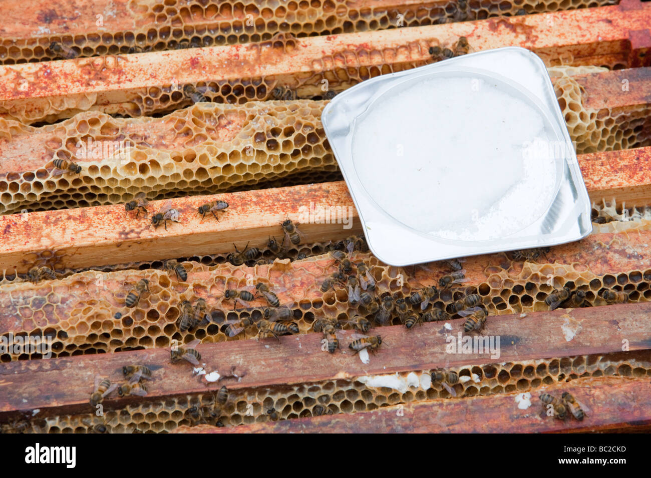 APIguard gegen die Vaoa Milbe in den Bienenstöcken in Cockermouth Cumbria UK verwendet wird Stockfoto