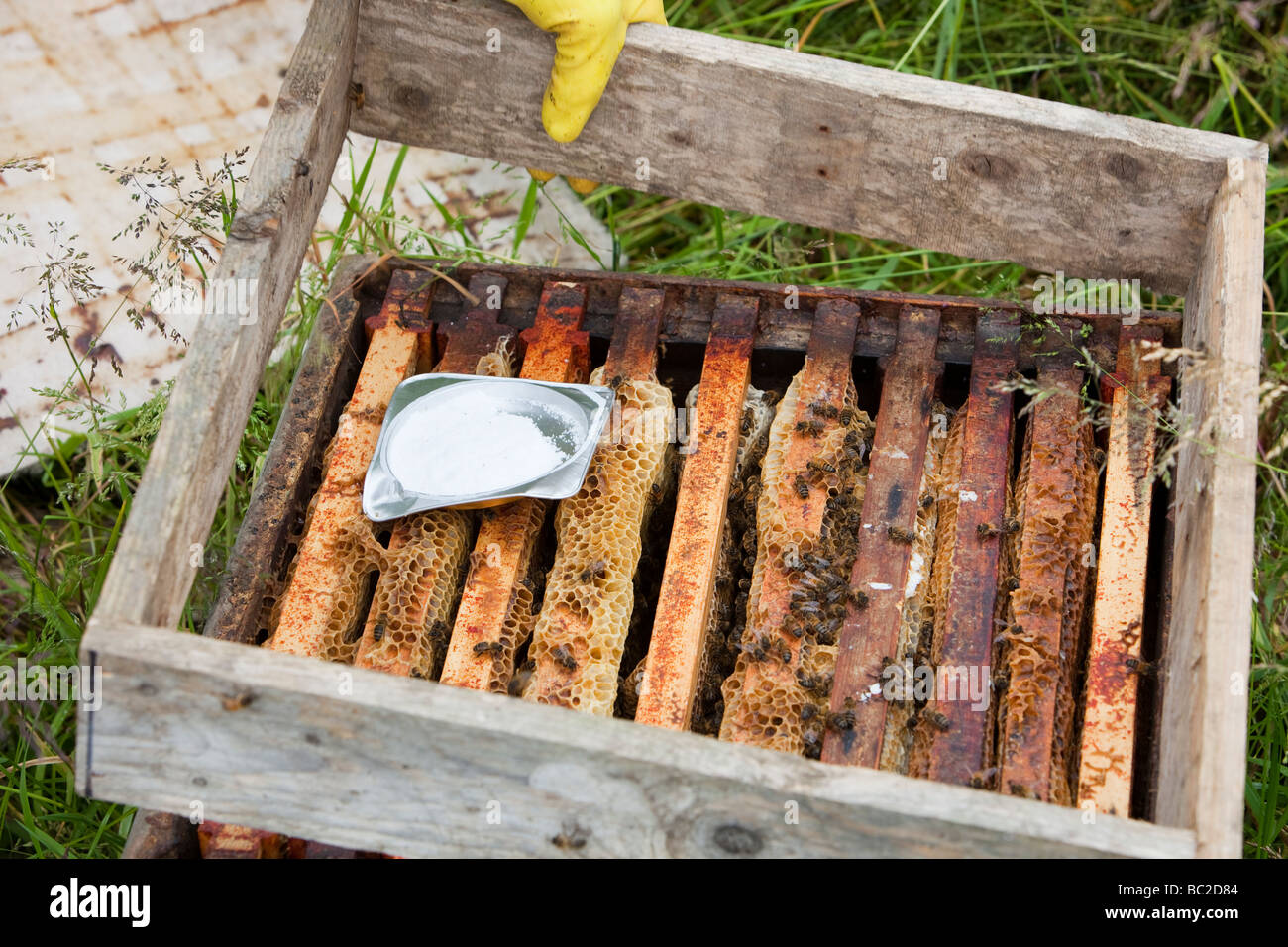 Bill Mackereth ein Imker aus Cockermouth Cumbria UK prüft seine Bienenstöcke auf Anzeichen von Varoa-Milbe Schaden Stockfoto