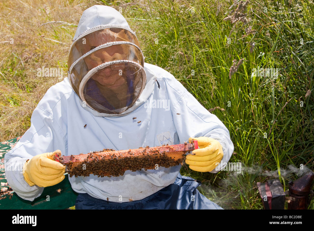 Bill Mackereth ein Imker aus Cockermouth Cumbria UK prüft seine Bienenstöcke auf Anzeichen von Varoa-Milbe Schaden Stockfoto