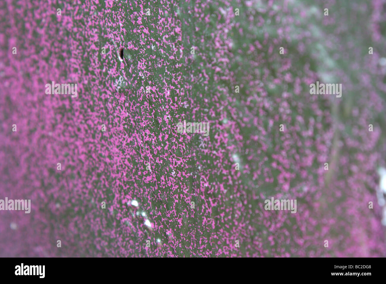 Silber metallic Sprühdose Drift über ein Stück rosa Grafitti. Stockfoto