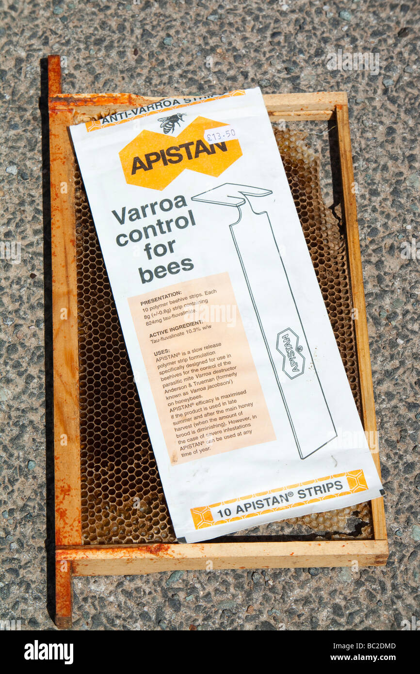 Apistan wird verwendet, um die Vaoa Milbe in den Bienenstöcken in Cockermouth Cumbria UK bekämpfen Stockfoto
