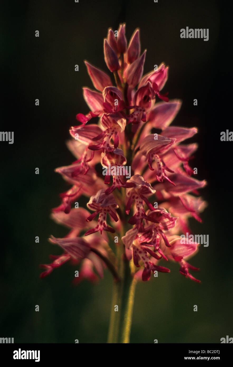 Militärische Orchidee (Orchis Militaris) Stockfoto