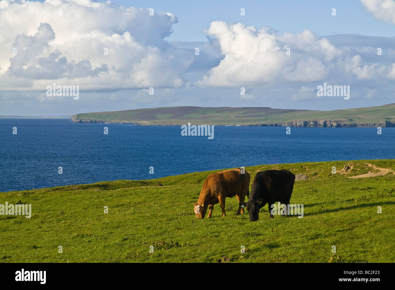 Dh Rind Rinderhaltung ORKNEY schottisches Rindfleisch grasende Kühe im Feld Felder Tiere Schottland Großbritannien Stockfoto