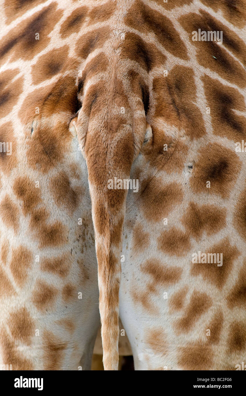 Muster einer Rothschild-Giraffe, benannt nach dem Londoner Zoologen Lionel Walter Rothschild, der die Unterart Anfang des 20. Jahrhunderts erstmals beschrieb Stockfoto