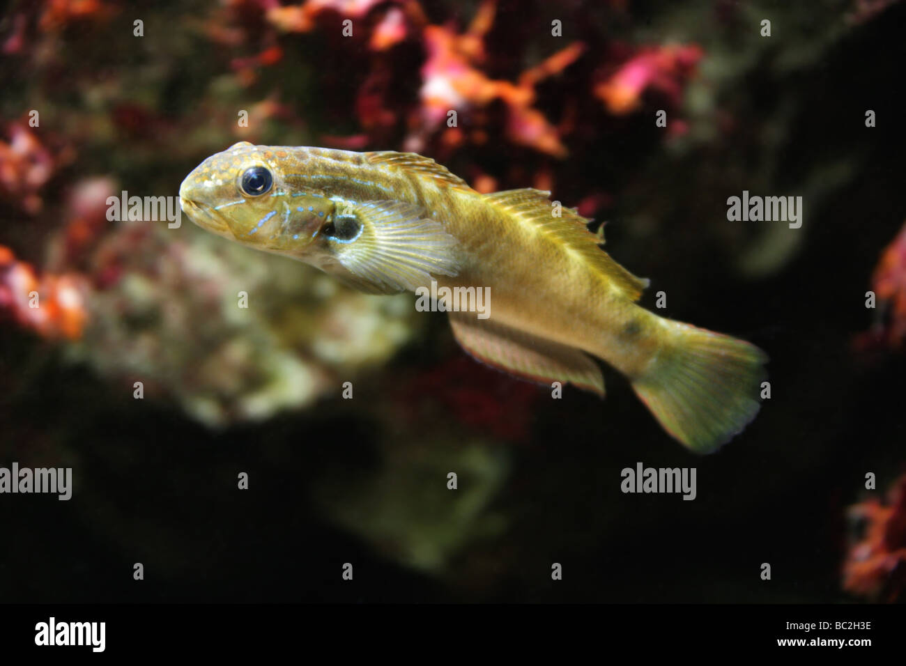 Grundeln Fisch, Amblygobius Stethophthalmus, Gobiinae, Gobiidae, Barsch. Philippinen. Stockfoto