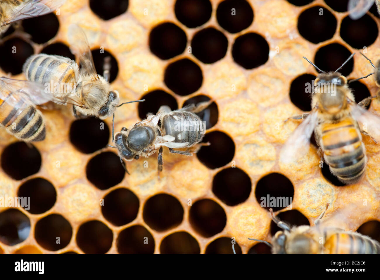 Eine Biene, die Flügel durch Angriff durch Milben Varoa in einem Bienenstock in Cockermouth Cumbria UK verformt hat Stockfoto