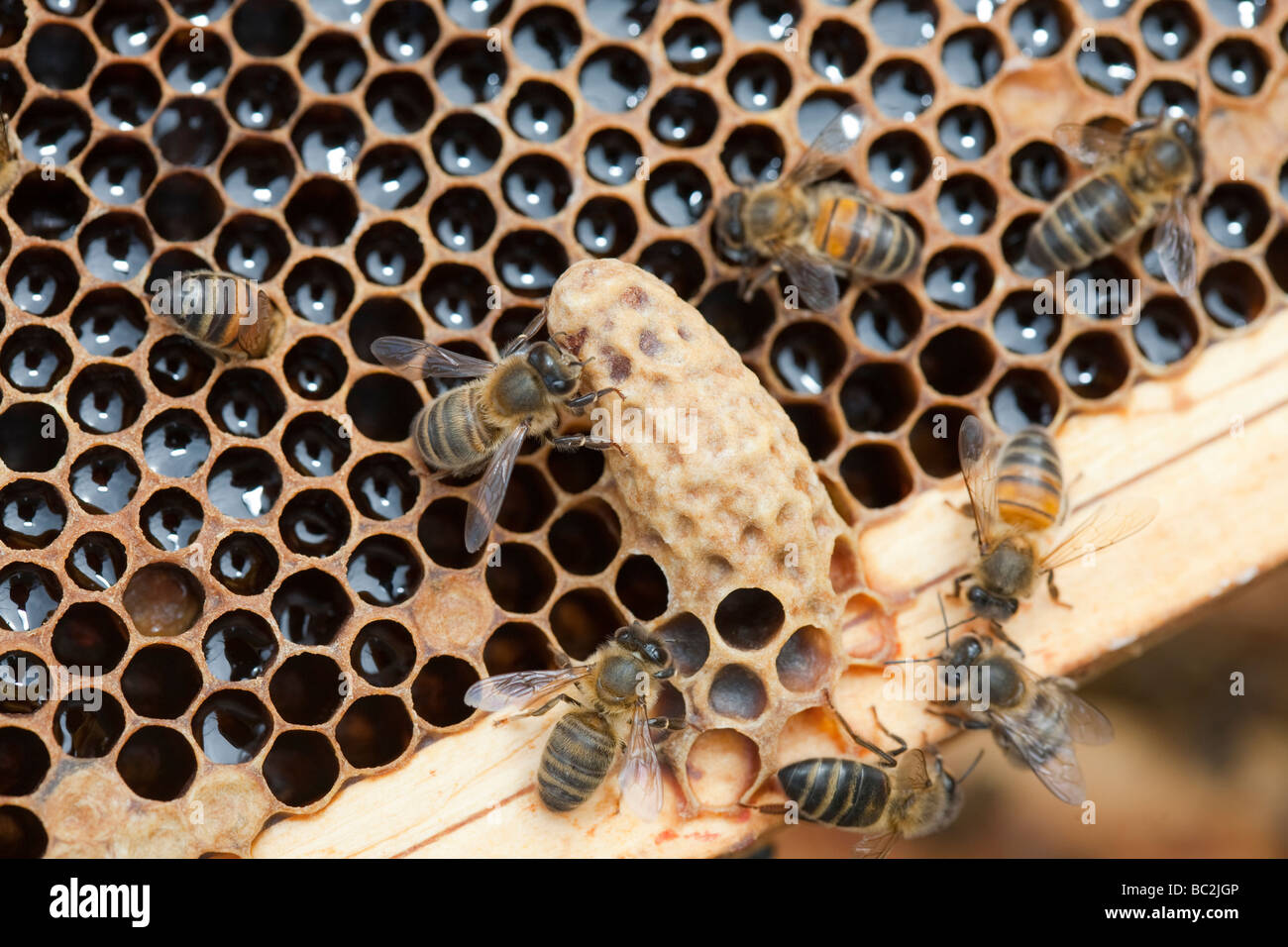 Eine Zelle in einem Bienenstock in Cockermouth Cumbria UK, die infiziert und durch die Varoa-Milbe beschädigt wurde Stockfoto