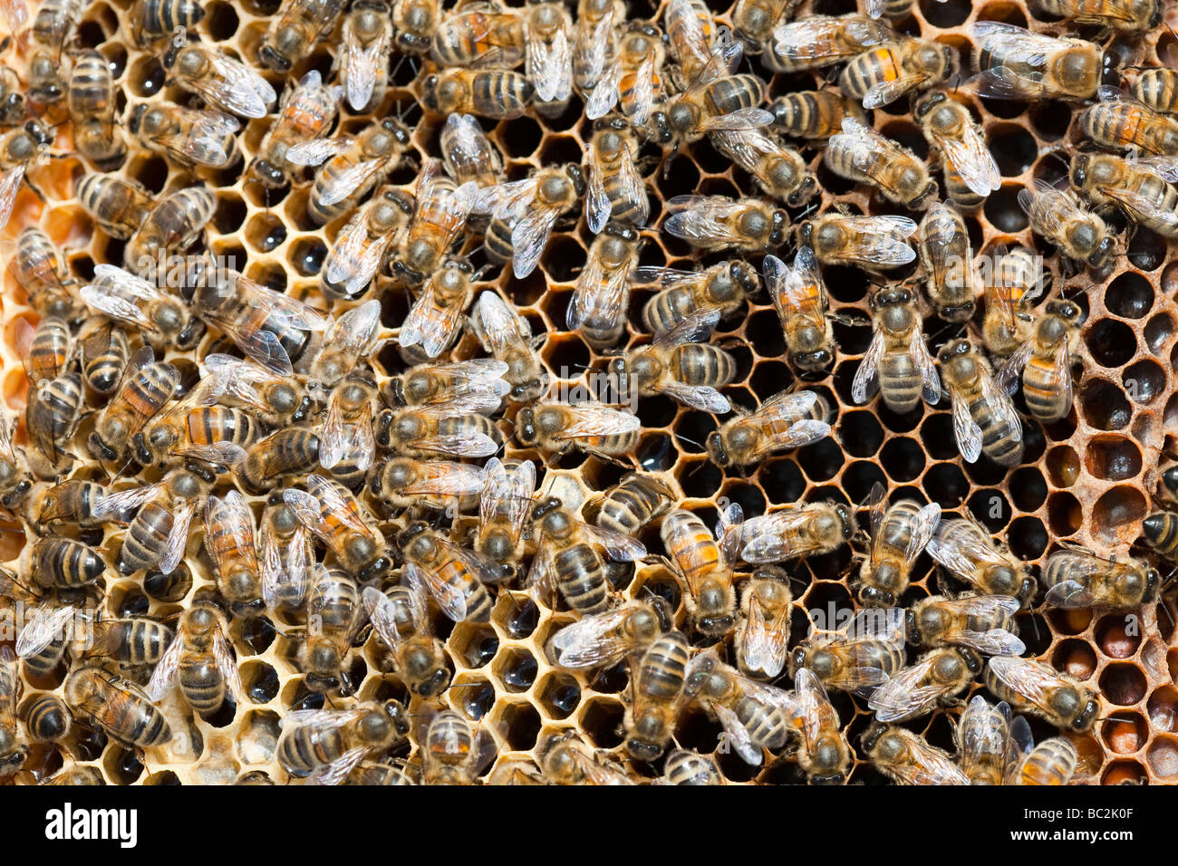 Ein Bienenstock in Cockermouth Cumbria UK, die infiziert und durch die Varoa-Milbe beschädigt wurde Stockfoto