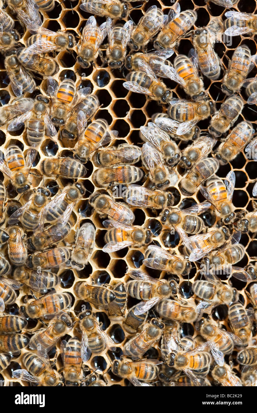 Ein Bienenstock in Cockermouth Cumbria UK, die infiziert und durch die Varoa-Milbe beschädigt wurde Stockfoto