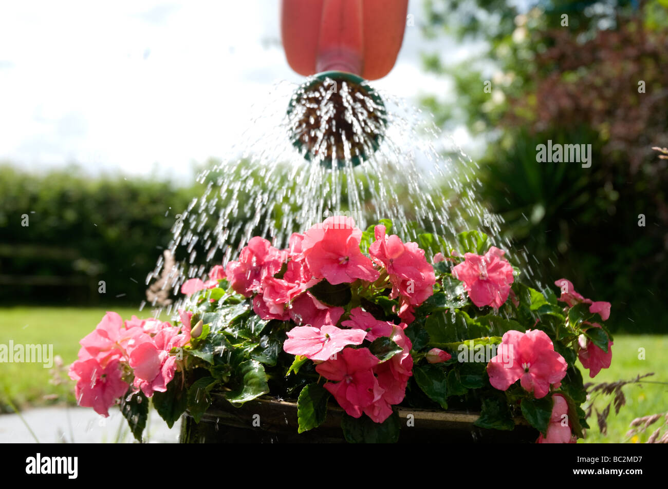 Pflanzen Sie an einem sonnigen seltene britische Sommertag während einer Hitzewelle auf UK Garten bewässert wird. Stockfoto