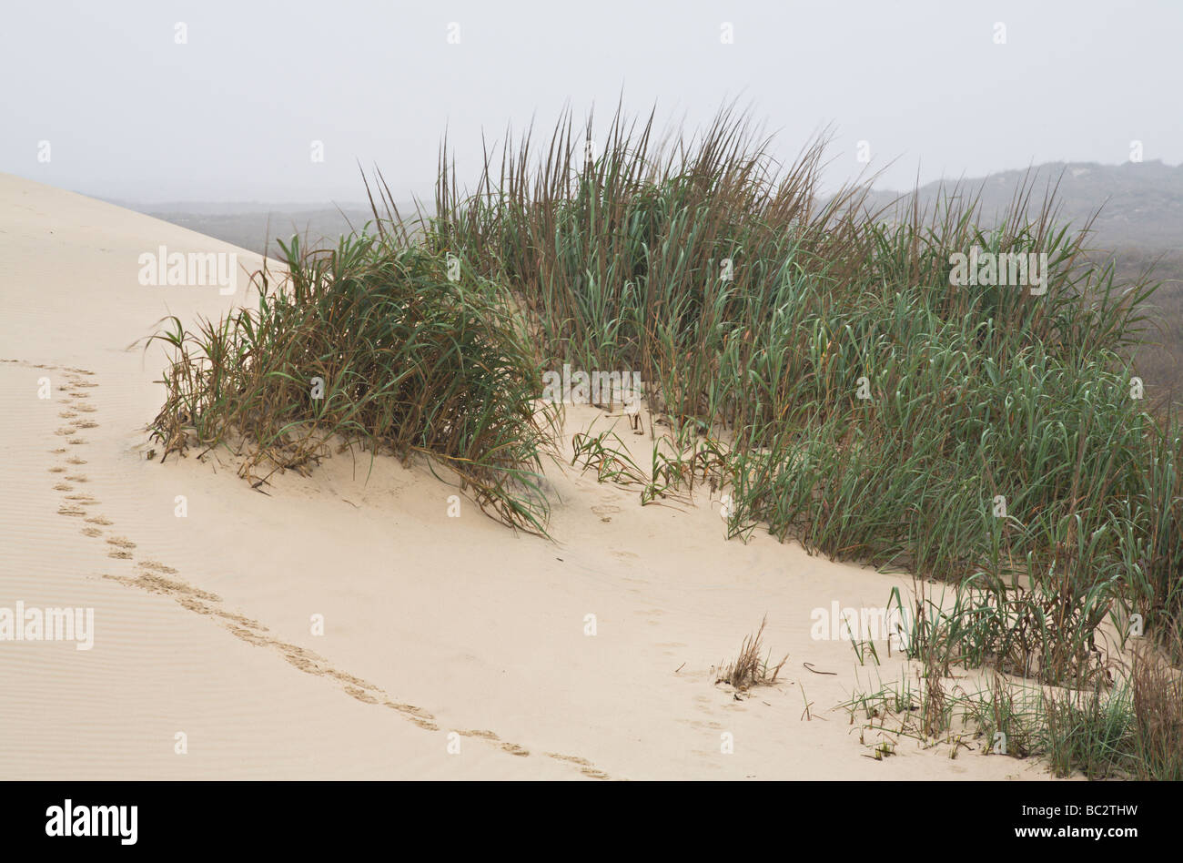 Tierspuren im Sand und einen Patch von Dünengras auf South Padre Island, Texas, USA. Stockfoto