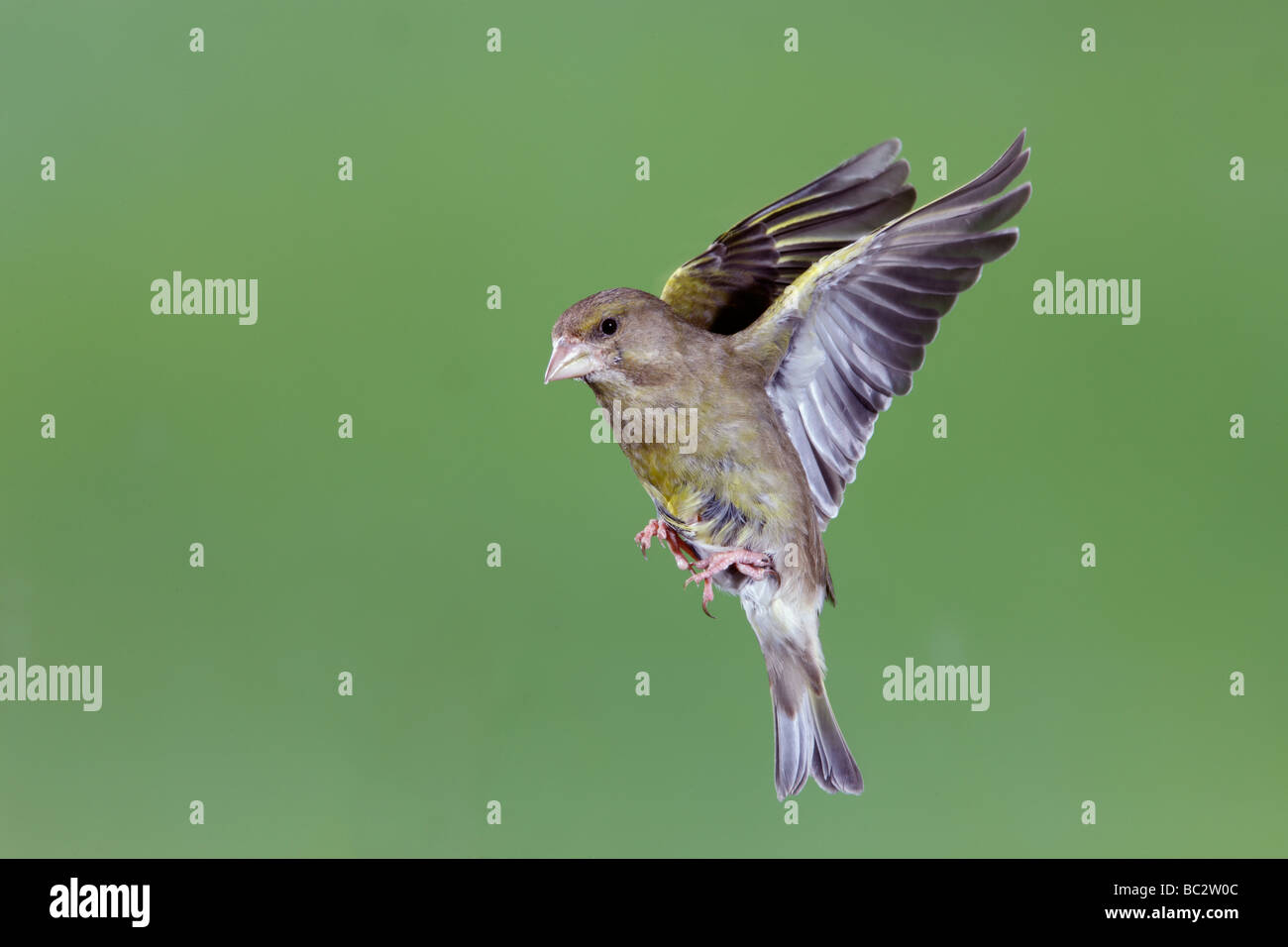 Grünfink Zuchtjahr Chloris im Flug Stockfoto