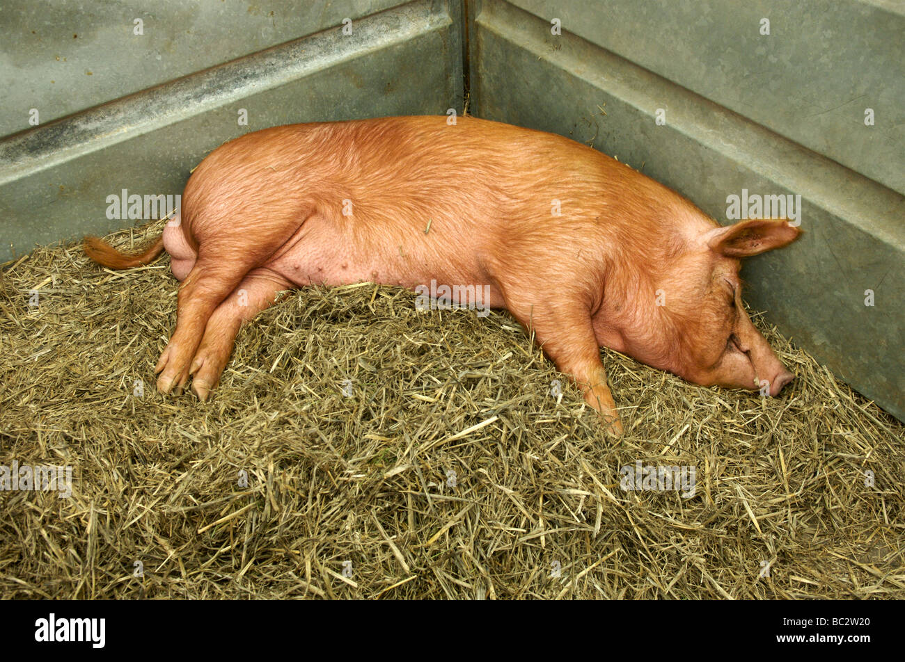 Ein in einer Scheune schläft Tamworth-Schwein Stockfoto