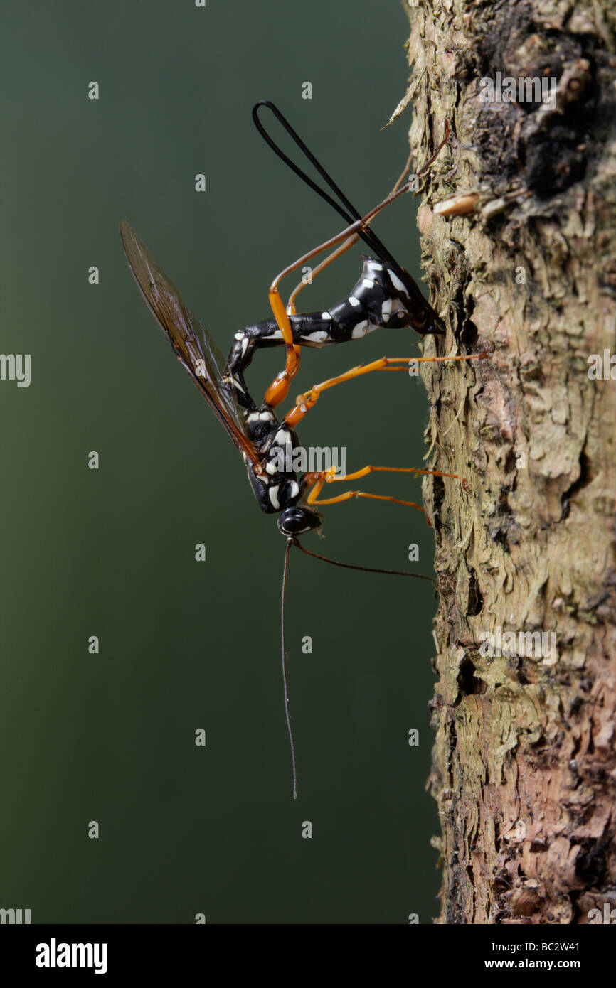 Sabre® Wespe Rhyssa Persuasoria langweilig durch Holz, Holz-Wespenlarven zu erreichen Stockfoto