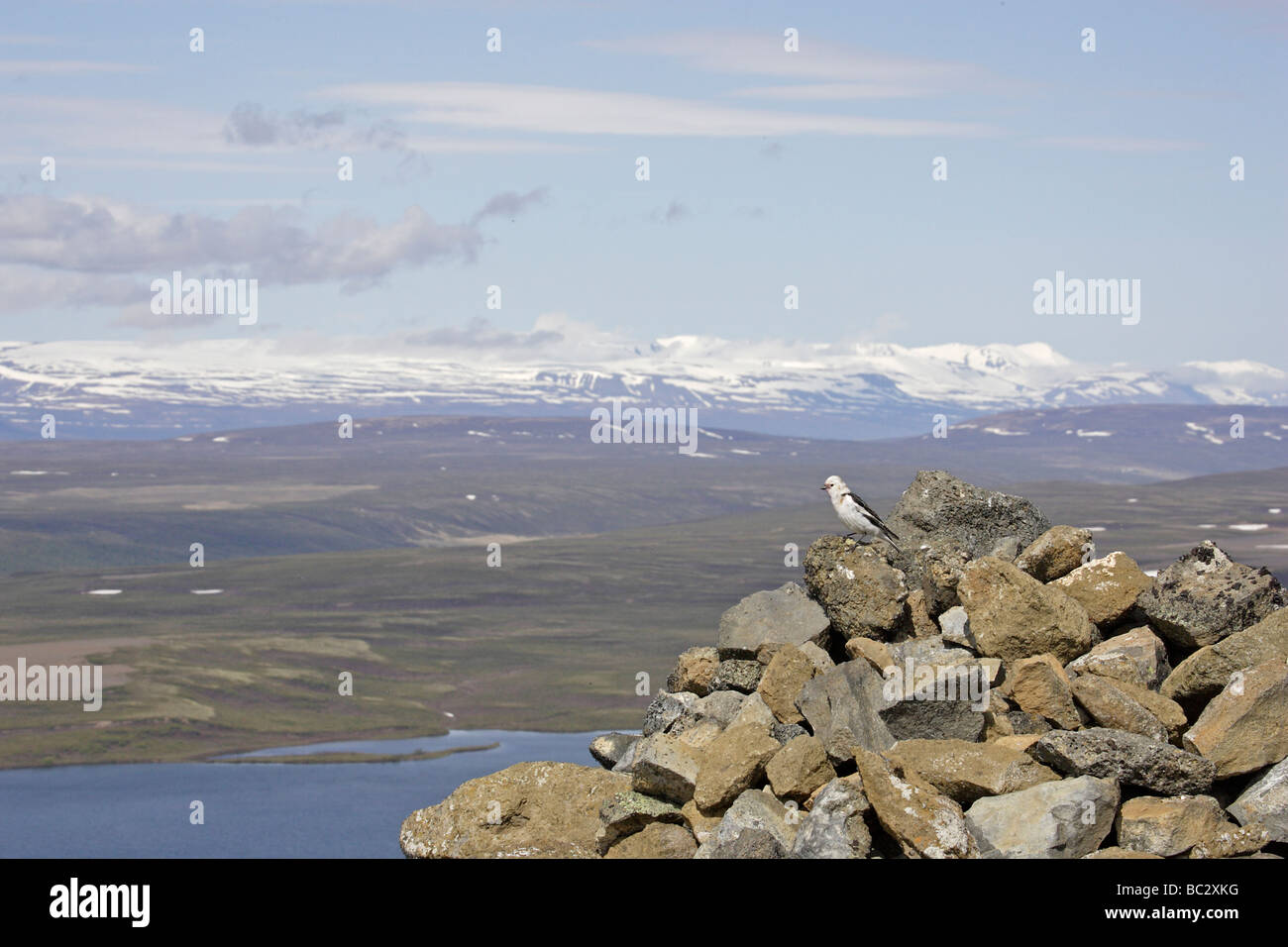 Männliche Snow Bunting im Sommer Gefieder Stockfoto