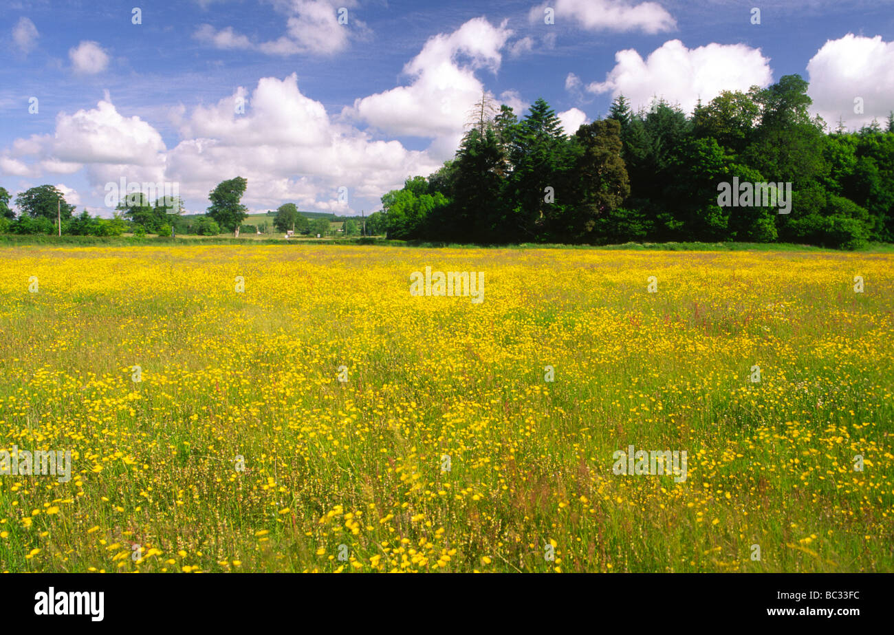 Sommer ein Feld der Hahnenfuß Blumen Blüte unter blauem Himmel mit interessanten Wolken am Annandale Weg Annandale Scotland UK Stockfoto