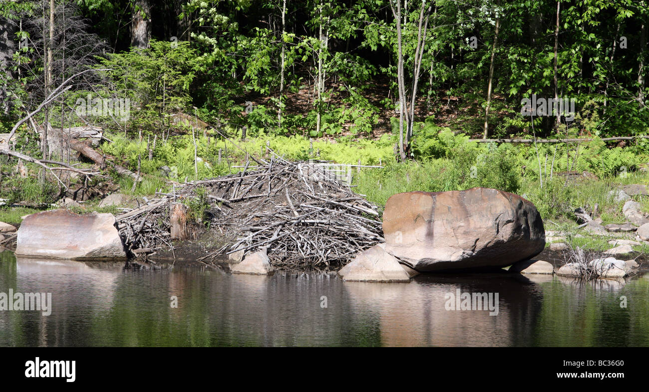 Biber Lebensraum mit großen Schuss einer Beaver Lodge gegen die Uferlinie von einem kleinen Teich. Zwei große Findlinge stehen auf beiden Seiten Stockfoto