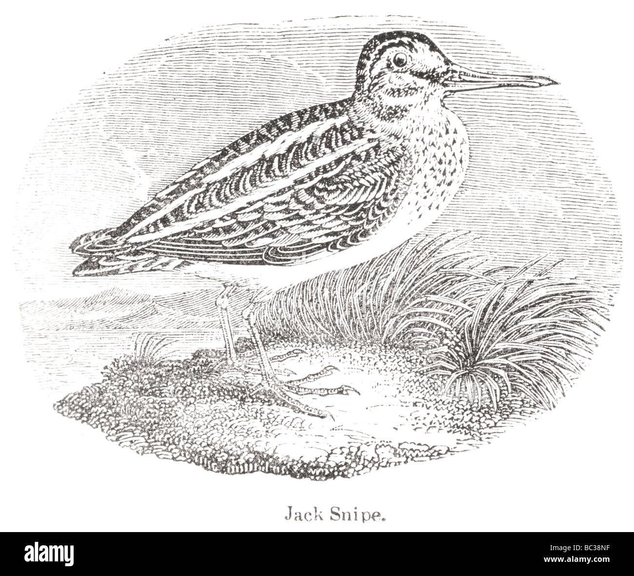 Jack snipe Stockfoto