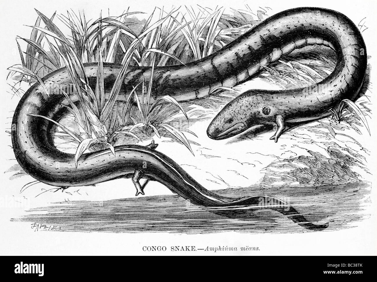 Kongo-Schlange Amphiuma bedeutet Stockfotografie - Alamy