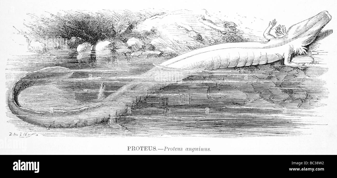 Proteus Proteus anguinus Stockfotografie Alamy