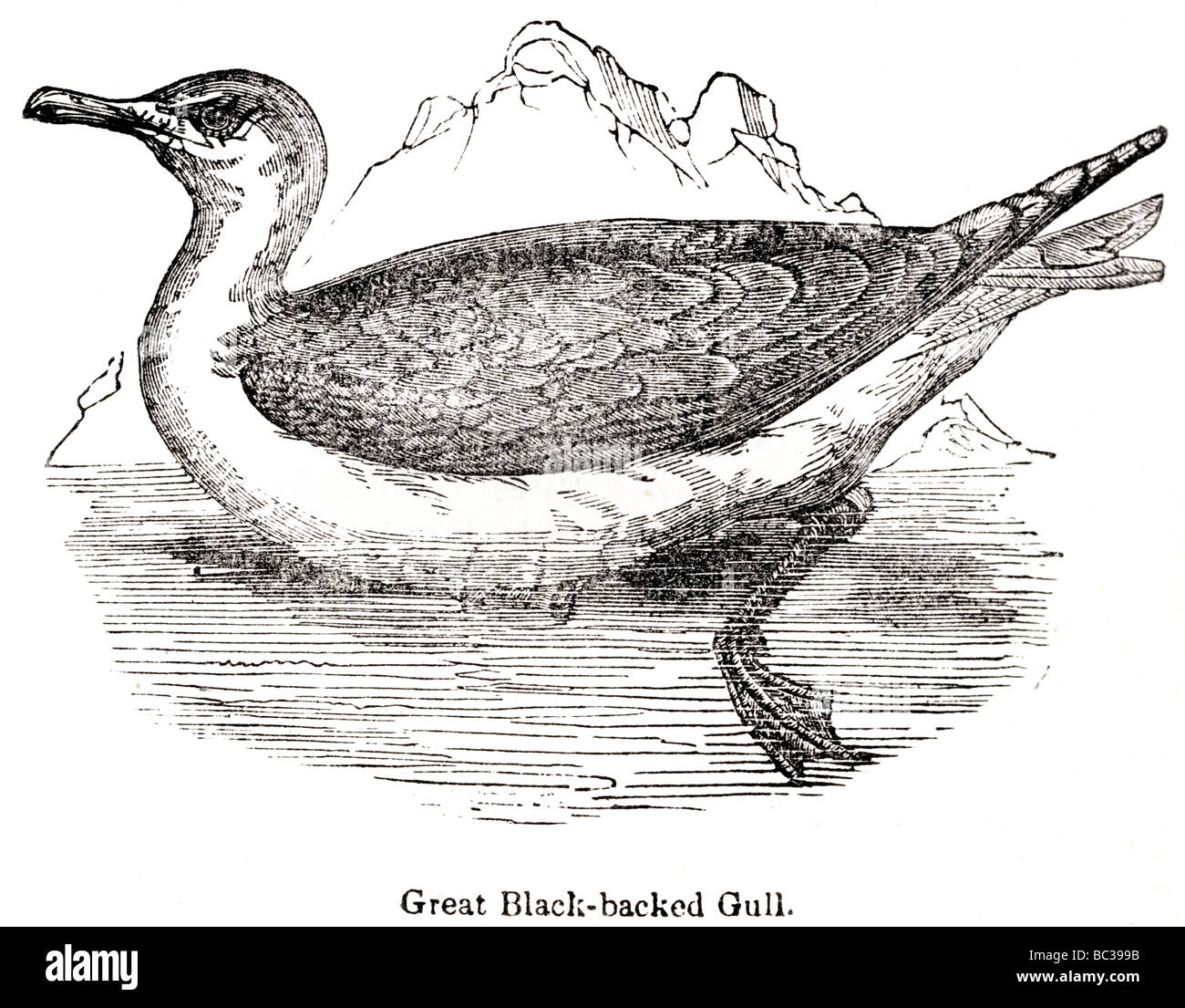 große schwarze gesicherten Möwe Stockfoto