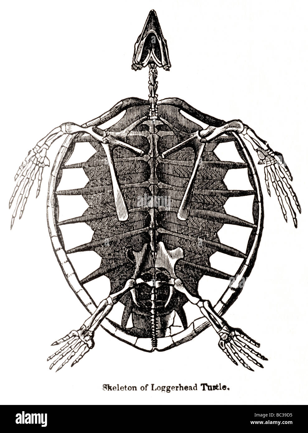 Skelett eines Unechten Karettschildkröte Stockfoto
