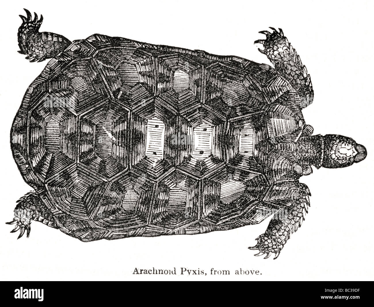 Arachnoidea Pyxis von oben Stockfoto